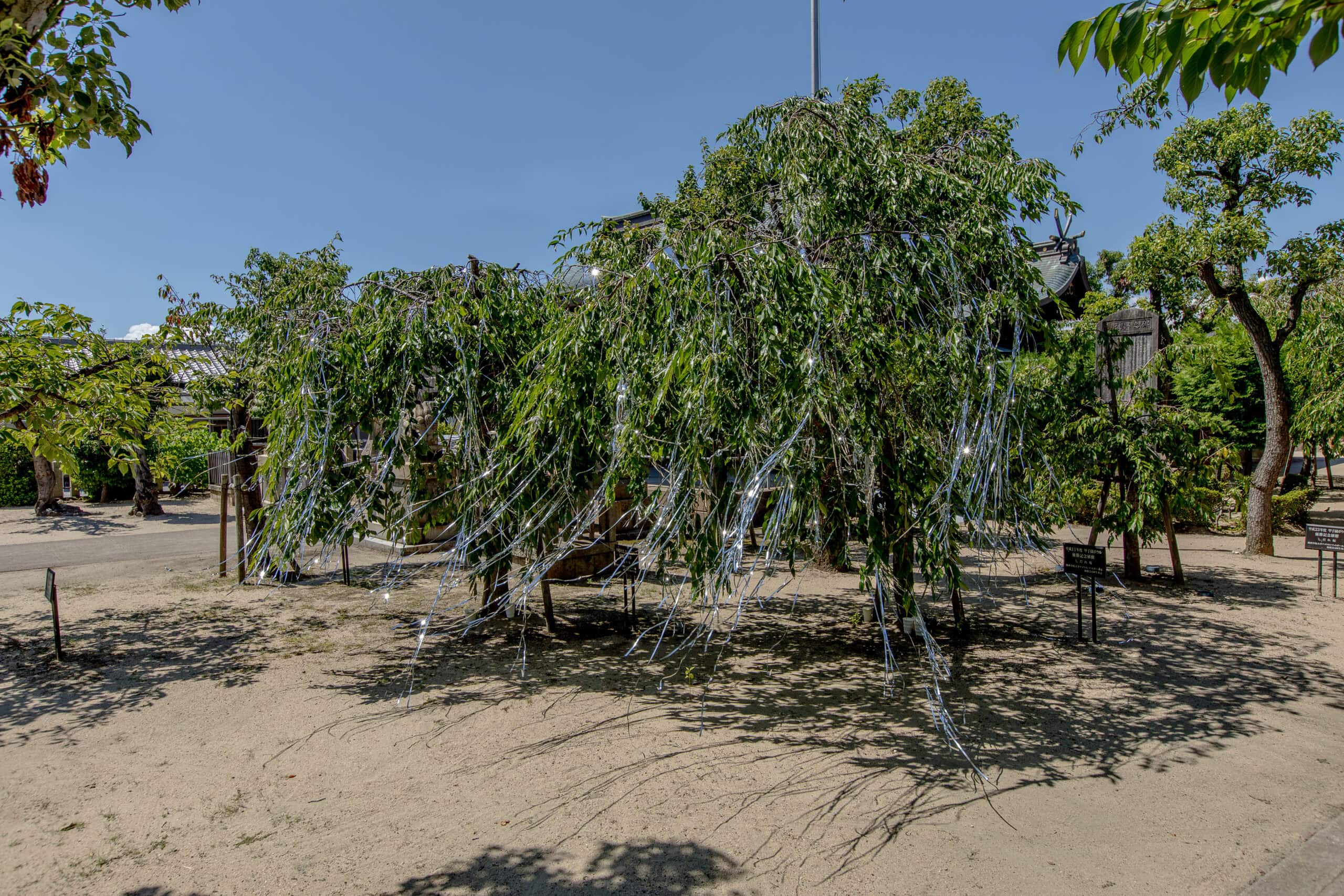 東畠孝子、『Resonant voices, scent carries』